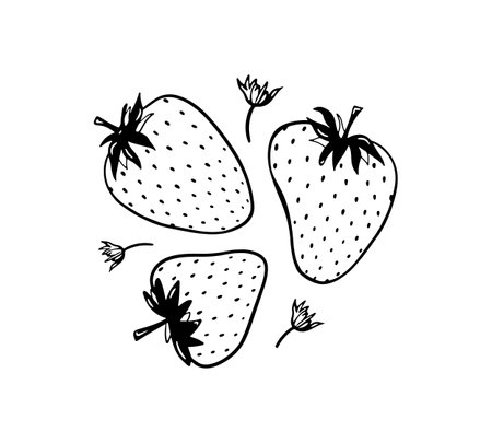 Hand drawn strawberry vector illustration. Black doodle fruit. Summer sketch berry drawing. Three single elements with flowersのイラスト素材