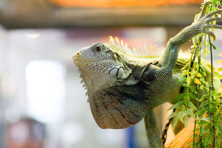 the lizard in the zoo