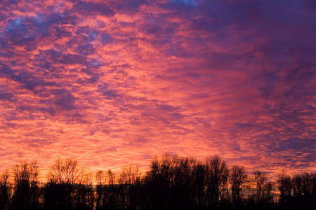 the threatening flame-colored sunset over silhouettes of treesの写真素材