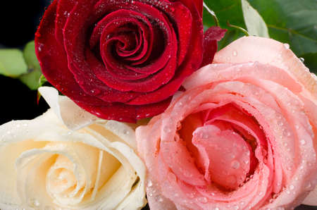 the three roses with water drops macroの写真素材