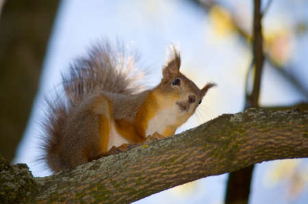 the red squirrel assidenous on tree branch