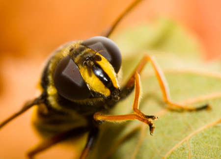 the macro of striped bee on green leafの写真素材