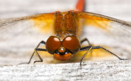 the dragonfly with large brown eyes macroの写真素材