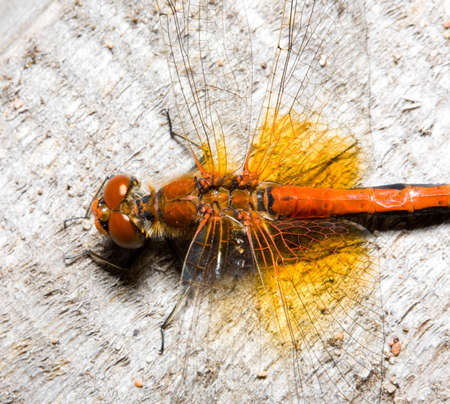 the dragonfly with large brown eyes macro
