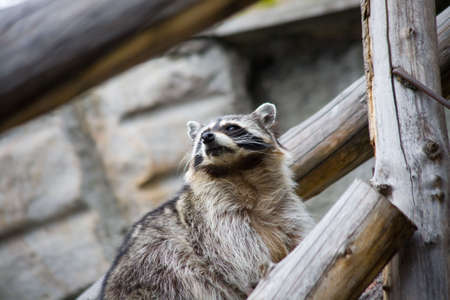 the gray striped raccoon in zoo closeup