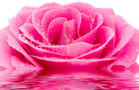 the pink rose with water drops macroの写真素材