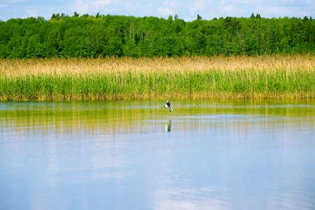 lake with cane, sky and clouds, summer landscapeの写真素材