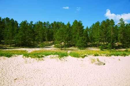 the row of pines and feers on a summer beachの写真素材