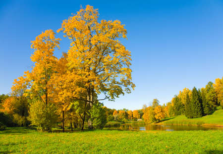 the autumn landscape with yellow tree and small pondの写真素材