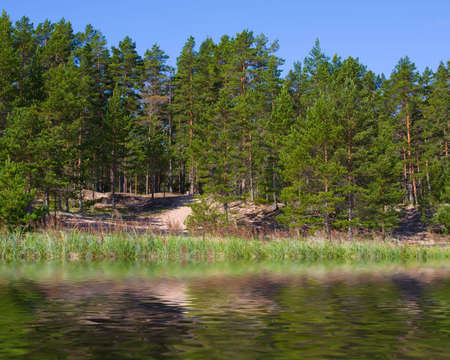 the row of pines and feers on a summer beachの写真素材
