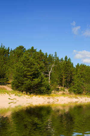 the row of pines and feers on a summer beachの写真素材