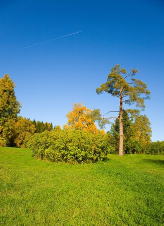 the autumn landscape with yellow tree and plane traceの写真素材