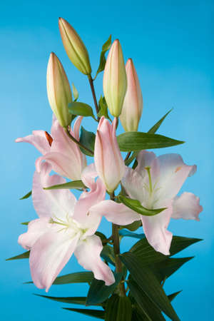 a closeup photo of the beautiful lily flowers on blue backgroundの写真素材