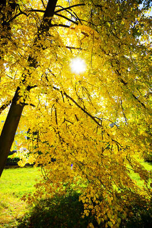 the beautiful landscape in the autumn parkの写真素材