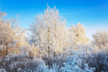 The winter landscape in the frozen forestの写真素材