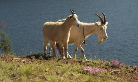 Goats find their food on the edge of the cliff の写真素材