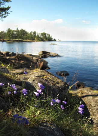 The little blue flowers cover the rocks on the shore near the water の写真素材
