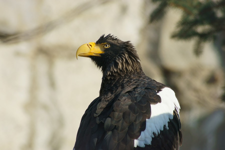 Steller's sea eagle close up.の写真素材