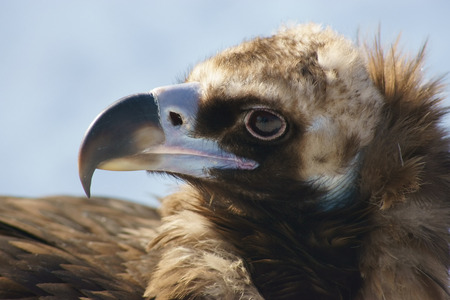 Black vulture close up の写真素材