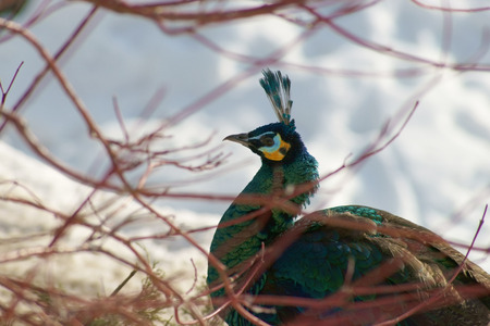 Peacock winter in the snow の写真素材