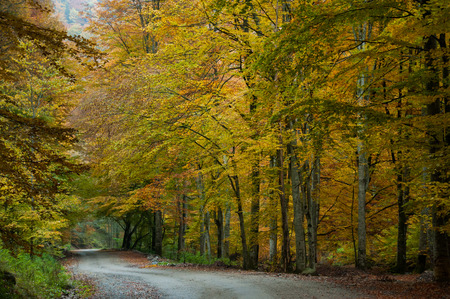 Road in forestの写真素材