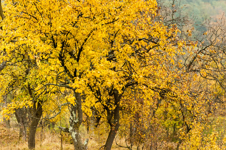 Autumnal branchesの写真素材