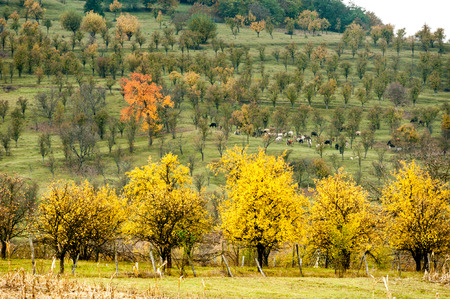 Autumn on hillの写真素材