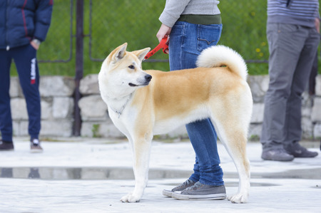 Akita inu dogの写真素材