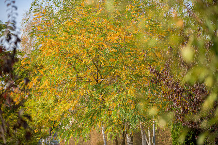 Autumnal view with trees, leaves, blue skyの写真素材