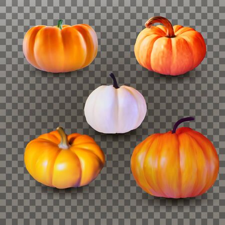 Set of realistic pumpkins.のイラスト素材