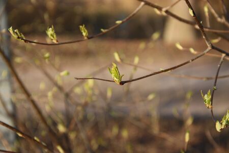 Background, texture, still life with a young spring branch and a young leaf on a forest blurred...