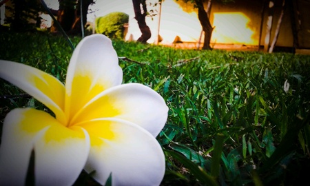 Flower on the groundの素材