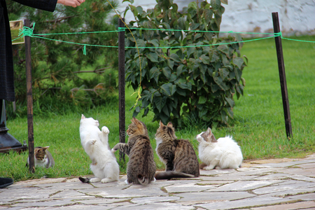 Nun playing with catsの写真素材