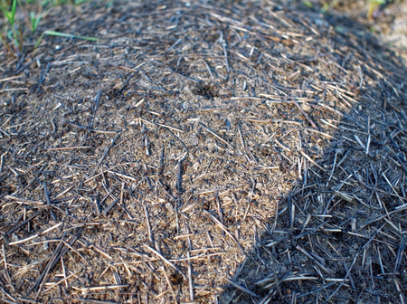 big spring nest found in an abandoned gardenの写真素材