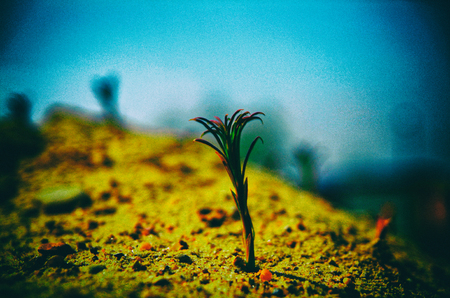 flower on a sand pile in the spring, Russiaの写真素材
