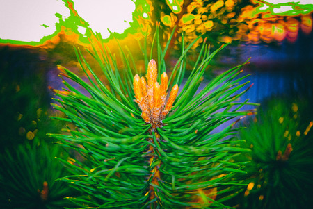 fir branch in spring, Russia, Tula oblastの写真素材
