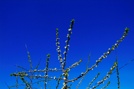 flowers young Apple trees in the spring, Russiaの写真素材
