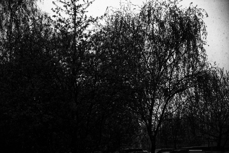 birch trees in spring on the sky background, Russia