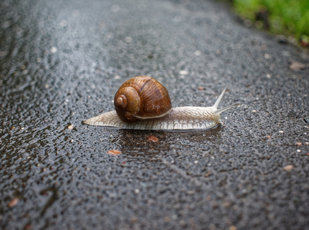 big snail crawling on the asphalt pavement, Moscow