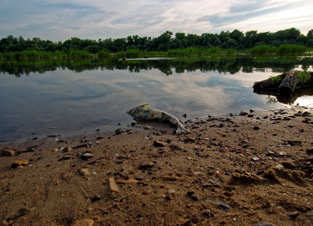 dead fish on the banks of the river , the Oka riverの写真素材