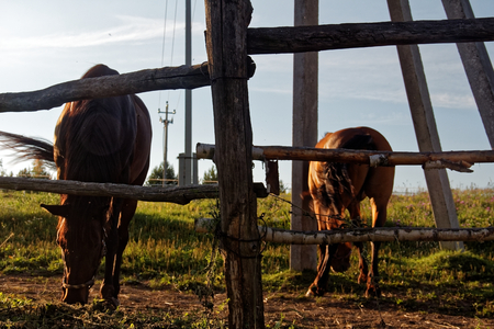 horses on a farm in Russia in the summer, Tula oblastの写真素材