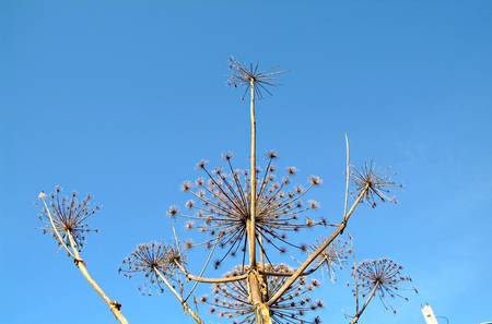 wild grass in frost at sunrise in winter, Russiaの写真素材