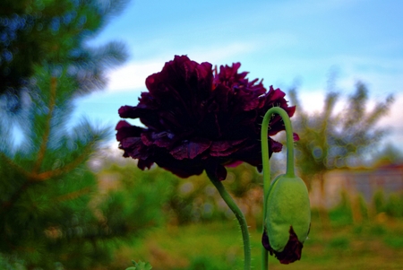 unblown Bud of a peony in the garden , Russiaの写真素材