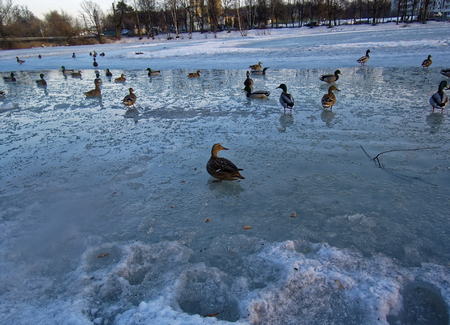 pack of ducks on the ice pond, Moscowの写真素材