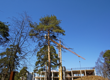 pine trees on the background of the construction site and blue sky, Moscowの写真素材