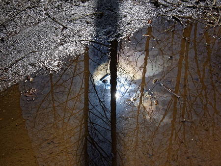 reflection of trees in a puddle in spring, Moscow
