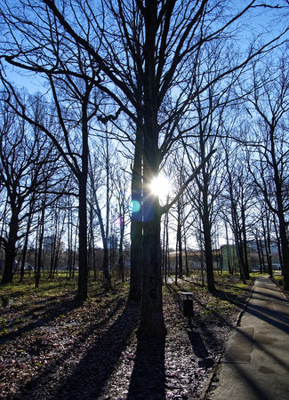 light of the sun through the tree branches in spring, Moscowの写真素材