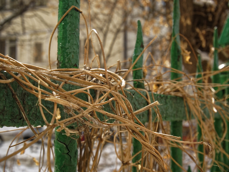 the branches of the vines on the fence in Moscowの写真素材