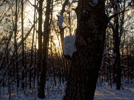 trees in the snow on a clear day in the Park of Moscowの写真素材