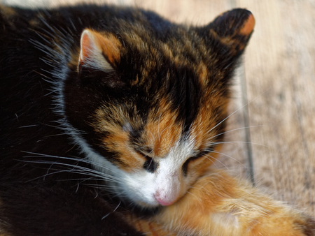 motley homeless mongrel cat in a suburban village, Russiaの写真素材